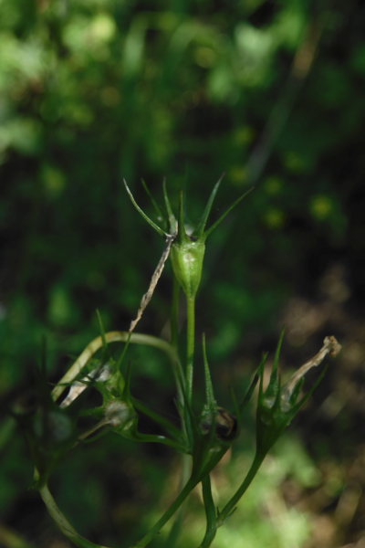 Pflanzenbild gross Rapunzel-Glockenblume - Campanula rapunculus