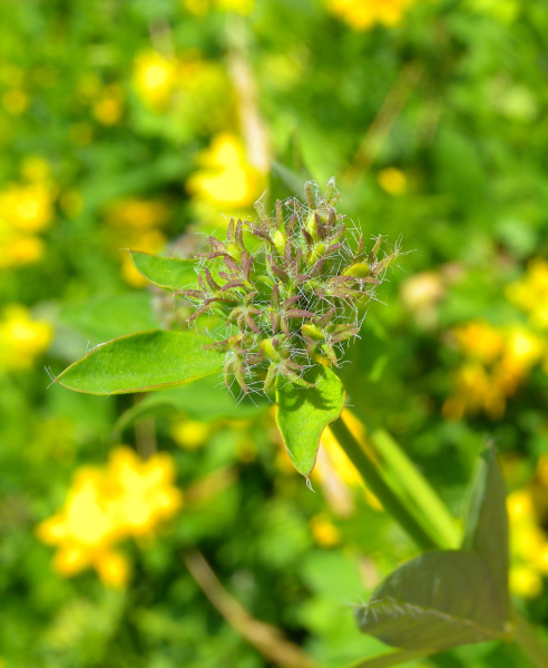 Pflanzenbild gross Sumpf-Hornklee - Lotus pedunculatus