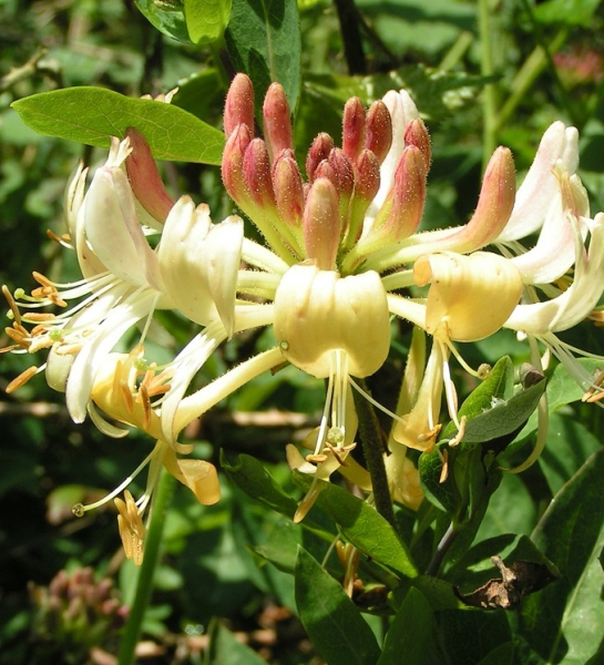 Pflanzenbild gross Wald-Geissblatt - Lonicera periclymenum