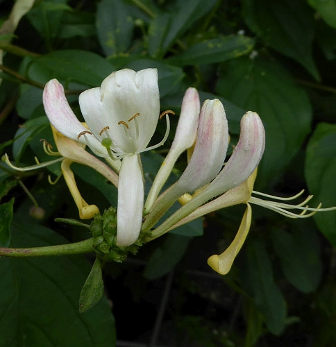 Pflanzenbild gross Wald-Geissblatt - Lonicera periclymenum