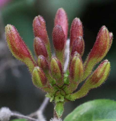 Pflanzenbild gross Wald-Geissblatt - Lonicera periclymenum