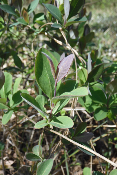 Pflanzenbild gross Wald-Geissblatt - Lonicera periclymenum
