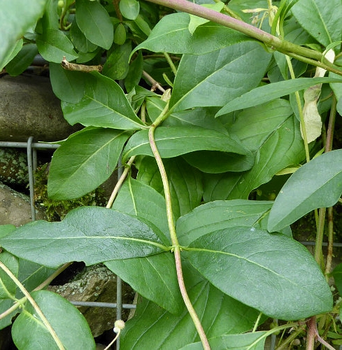 Pflanzenbild gross Wald-Geissblatt - Lonicera periclymenum