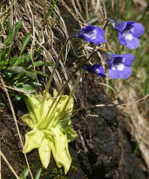 Pflanzenbild gross Dünnsporniges Fettblatt - Pinguicula leptoceras