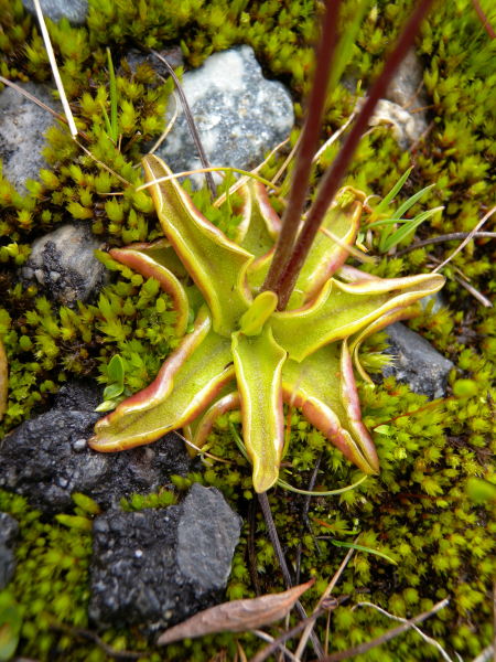 Pflanzenbild gross Dünnsporniges Fettblatt - Pinguicula leptoceras