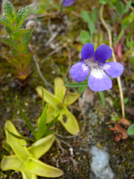 Pflanzenbild gross Dünnsporniges Fettblatt - Pinguicula leptoceras