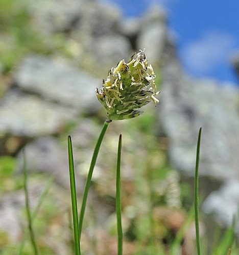 Pflanzenbild gross Zweizeiliges Kopfgras - Oreochloa disticha