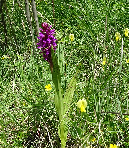 Pflanzenbild gross Blutrote Fingerwurz - Dactylorhiza cruenta