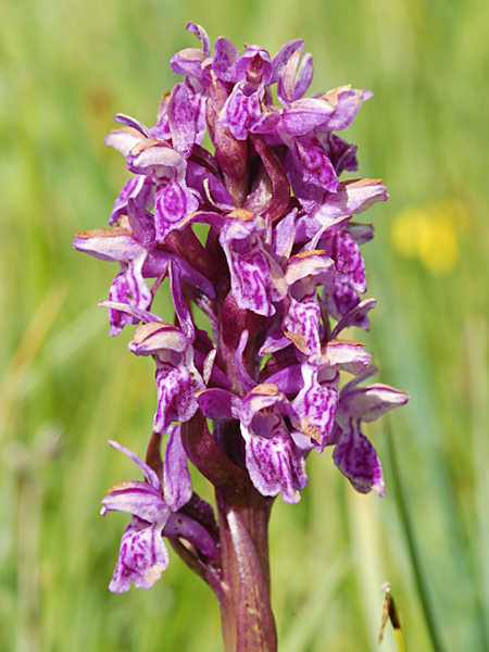 Pflanzenbild gross Blutrote Fingerwurz - Dactylorhiza cruenta