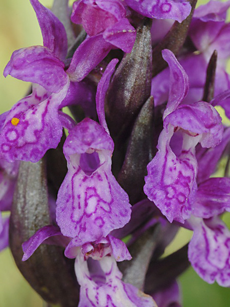 Pflanzenbild gross Blutrote Fingerwurz - Dactylorhiza cruenta