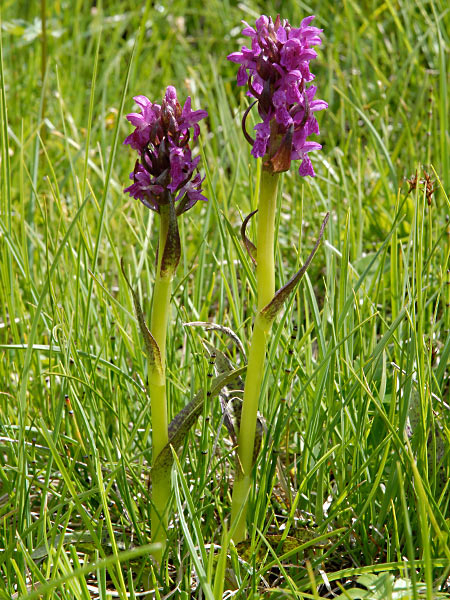 Pflanzenbild gross Blutrote Fingerwurz - Dactylorhiza cruenta