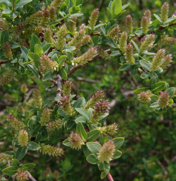 Pflanzenbild gross Blaugrüne Weide - Salix caesia