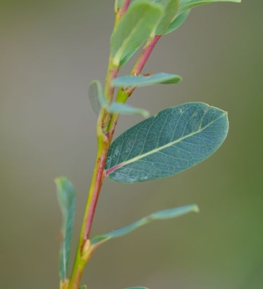 Pflanzenbild gross Blaugrüne Weide - Salix caesia