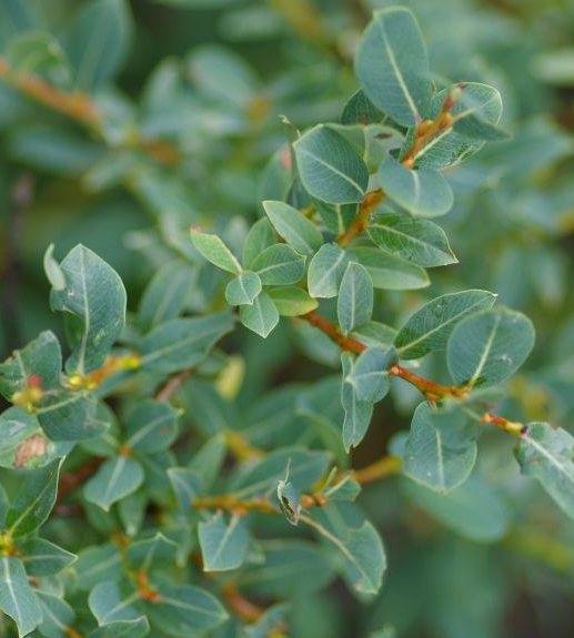 Pflanzenbild gross Blaugrüne Weide - Salix caesia
