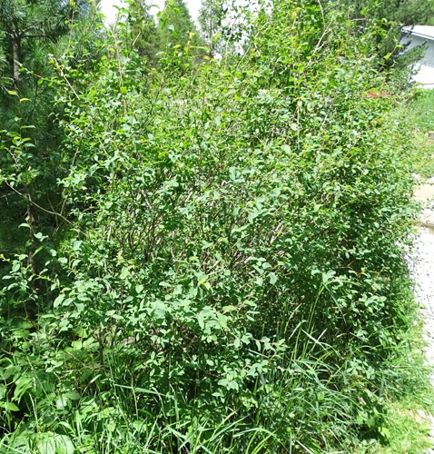 Pflanzenbild gross Blaugrüne Weide - Salix caesia