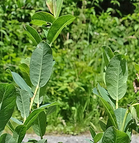 Pflanzenbild gross Blaugrüne Weide - Salix caesia