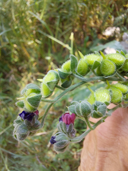 Pflanzenbild gross Echte Hundszunge - Cynoglossum officinale