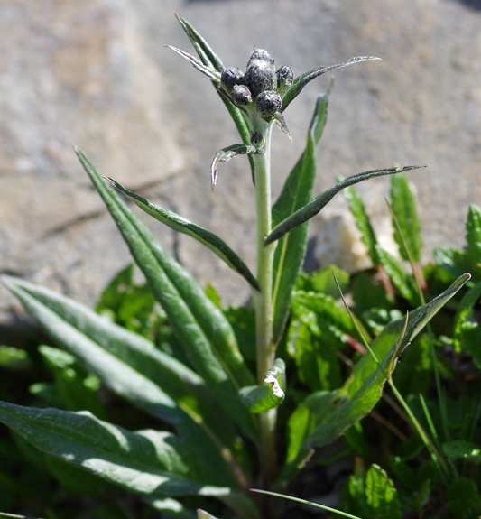 Pflanzenbild gross Gewöhnliche Alpenscharte - Saussurea alpina subsp. alpina