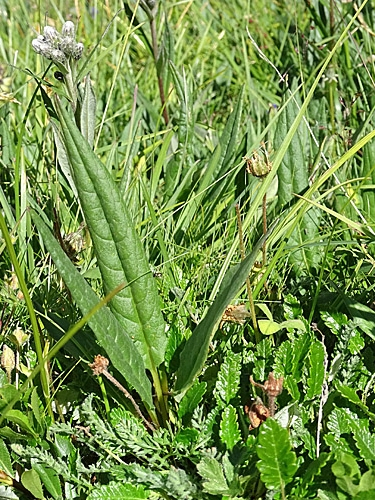 Pflanzenbild gross Gewöhnliche Alpenscharte - Saussurea alpina subsp. alpina