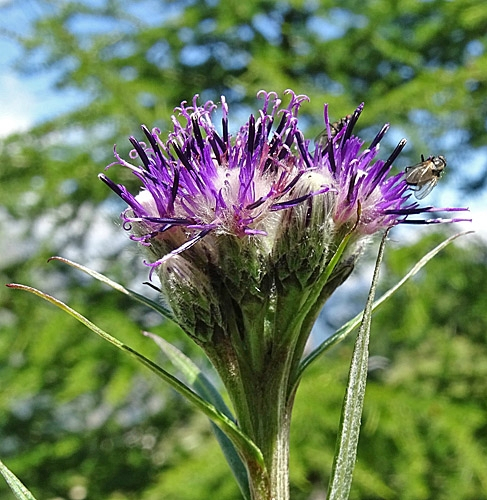 Pflanzenbild gross Gewöhnliche Alpenscharte - Saussurea alpina subsp. alpina