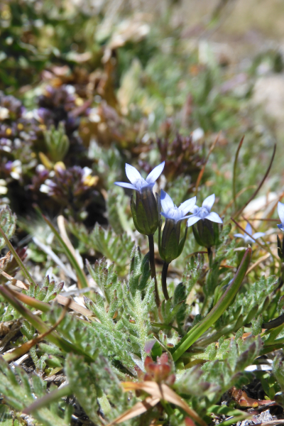 Pflanzenbild gross Zarter Enzian - Gentiana tenella