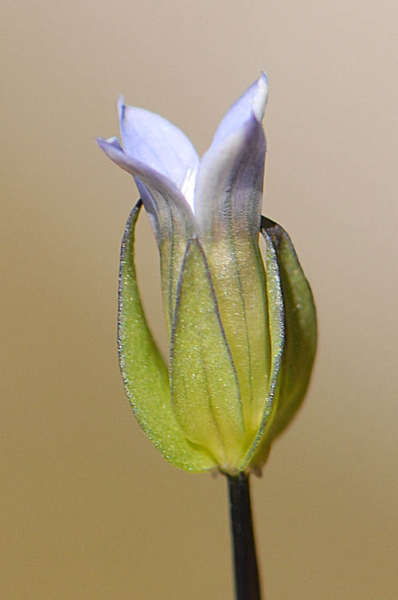 Pflanzenbild gross Zarter Enzian - Gentiana tenella