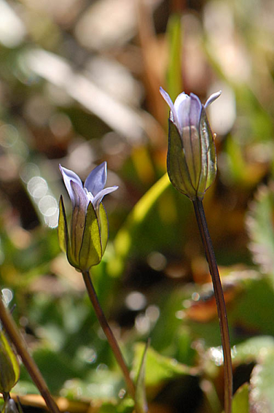 Pflanzenbild gross Zarter Enzian - Gentiana tenella
