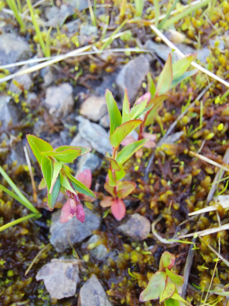 Pflanzenbild gross Mierenblättriges Weidenröschen - Epilobium alsinifolium