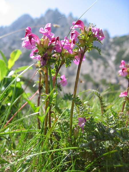 Pflanzenbild gross Kopfiges Läusekraut - Pedicularis rostratocapitata