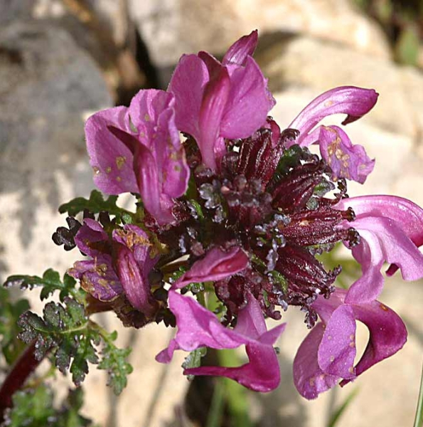 Pflanzenbild gross Kopfiges Läusekraut - Pedicularis rostratocapitata