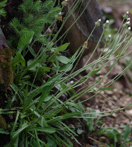 Pflanzenbild gross Alpen-Pippau - Crepis alpestris