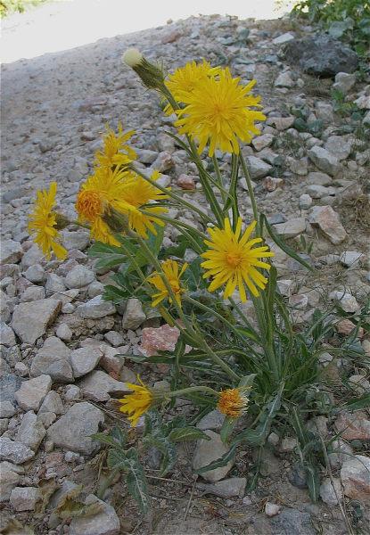Pflanzenbild gross Alpen-Pippau - Crepis alpestris