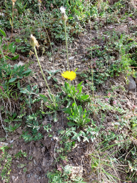 Pflanzenbild gross Alpen-Pippau - Crepis alpestris