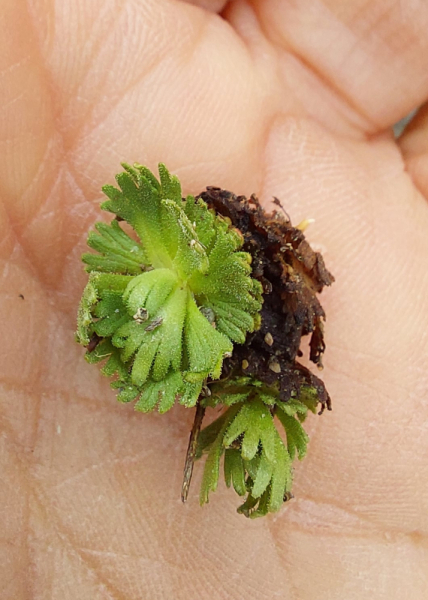 Pflanzenbild gross Gefurchter Steinbrech - Saxifraga exarata subsp. exarata