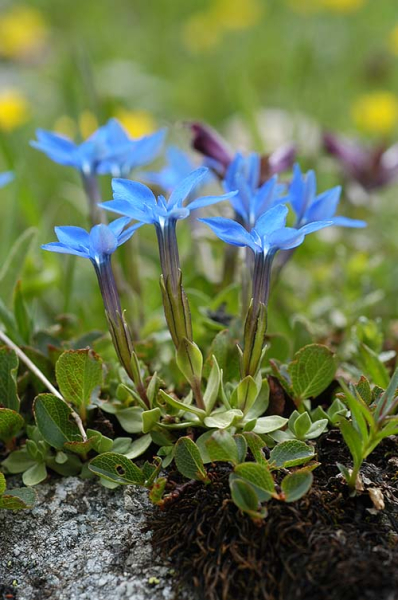 Pflanzenbild gross Kurzblättriger Enzian - Gentiana brachyphylla