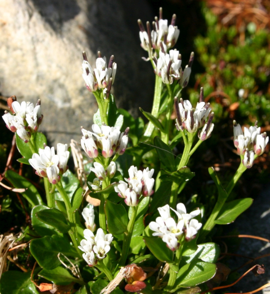 Pflanzenbild gross Alpen-Schaumkraut - Cardamine alpina