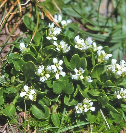 Pflanzenbild gross Alpen-Schaumkraut - Cardamine alpina