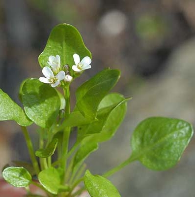 Pflanzenbild gross Alpen-Schaumkraut - Cardamine alpina