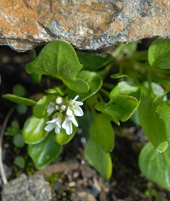 Pflanzenbild gross Alpen-Schaumkraut - Cardamine alpina