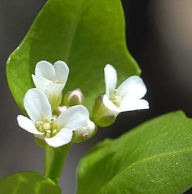 Pflanzenbild gross Alpen-Schaumkraut - Cardamine alpina