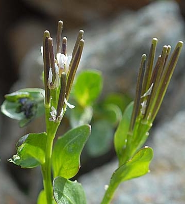 Pflanzenbild gross Alpen-Schaumkraut - Cardamine alpina