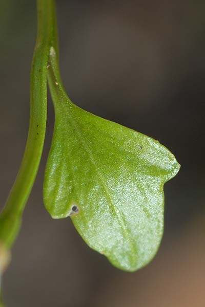 Pflanzenbild gross Alpen-Schaumkraut - Cardamine alpina