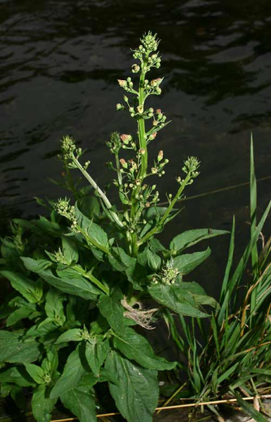 Pflanzenbild gross Geflügelte Braunwurz - Scrophularia umbrosa