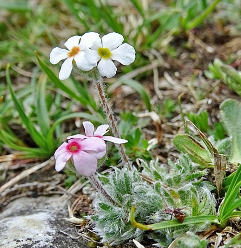 Pflanzenbild gross Zottiger Mannsschild - Androsace villosa