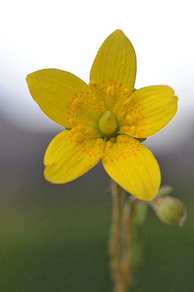 Pflanzenbild gross Moor-Steinbrech - Saxifraga hirculus