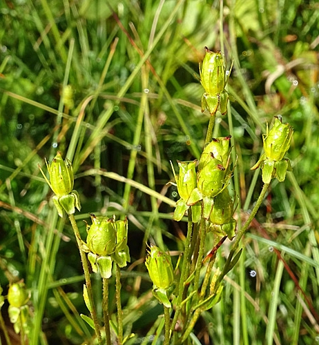 Pflanzenbild gross Moor-Steinbrech - Saxifraga hirculus