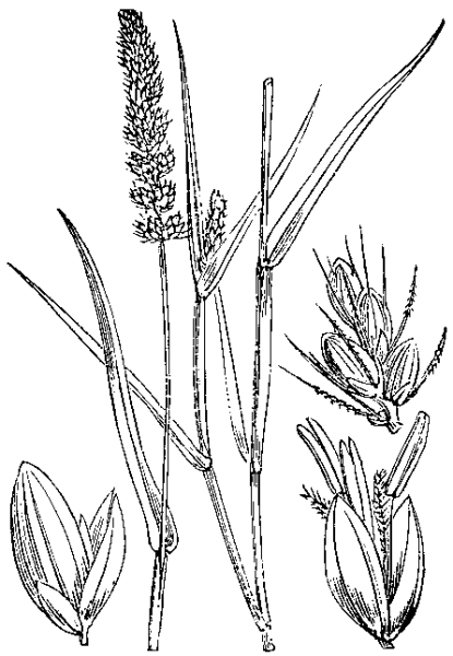 Pflanzenbild gross Quirlige Borstenhirse - Setaria verticillata