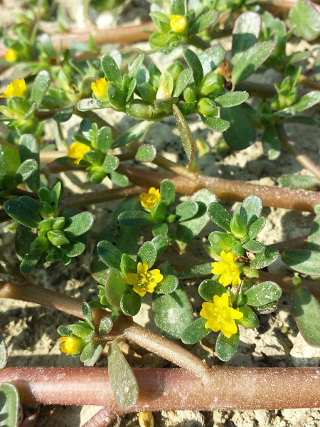 Pflanzenbild gross Gemüse-Portulak - Portulaca oleracea