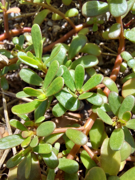 Pflanzenbild gross Gemüse-Portulak - Portulaca oleracea