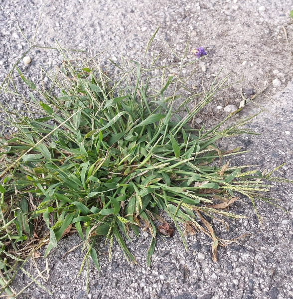 Pflanzenbild gross Fadenhirse - Digitaria ischaemum aggr.